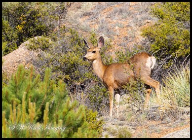Mule Deer at Eleven Mile