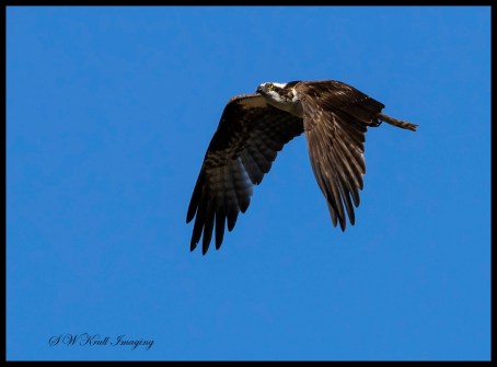 Osprey in Flight