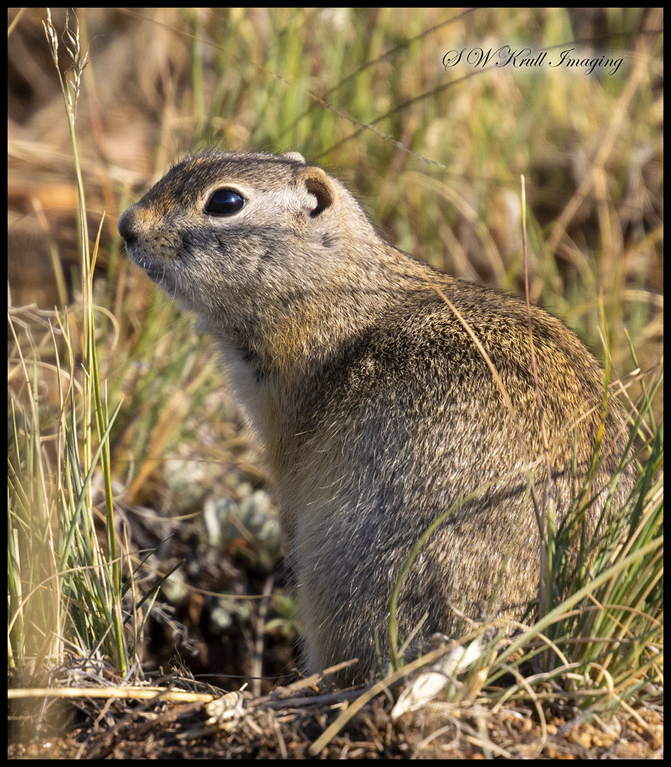 Prairie Dog