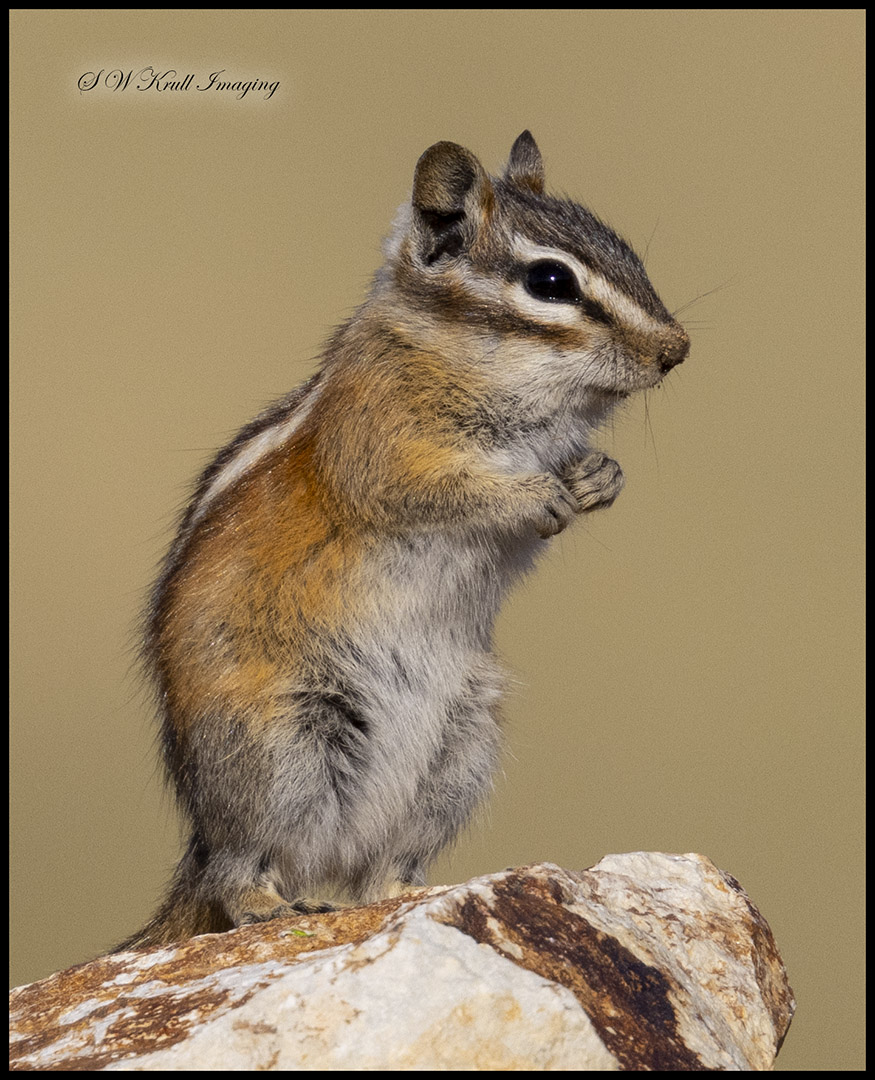 Cute Chipmunk