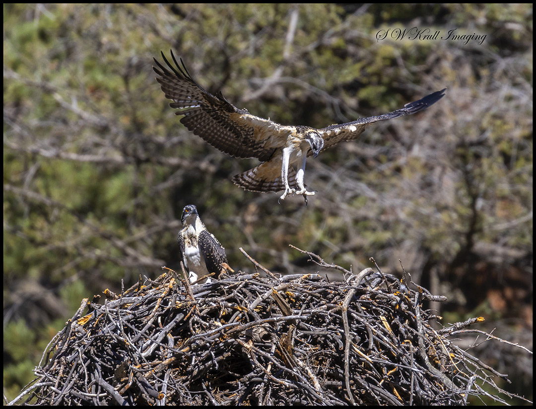 Osprey Chick Learning to Fly