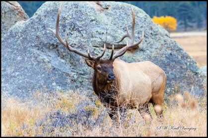 Elk Herd on a Beautiful Rocky Mountain Evening