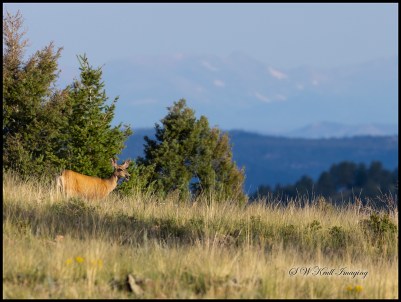 Lone Doe in the Pike National Forest