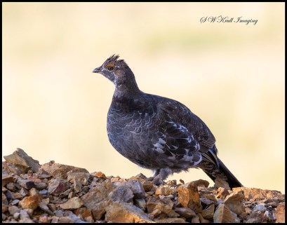 Female Dusky Grouse