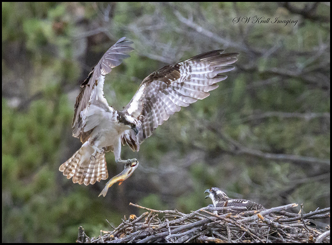 Osprey Gathering