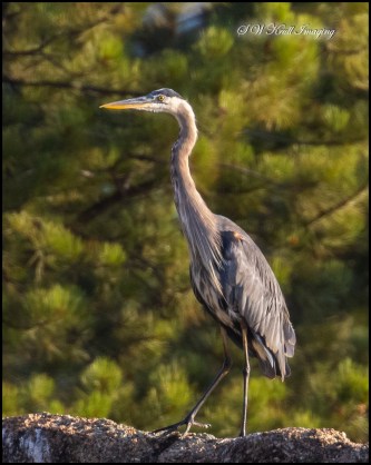 Great Blue Heron in Flight
