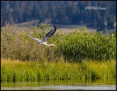 Great Blue Heron in Flight