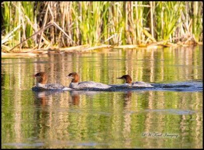 Common Merganser Ducks