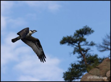 Osprey in Flight