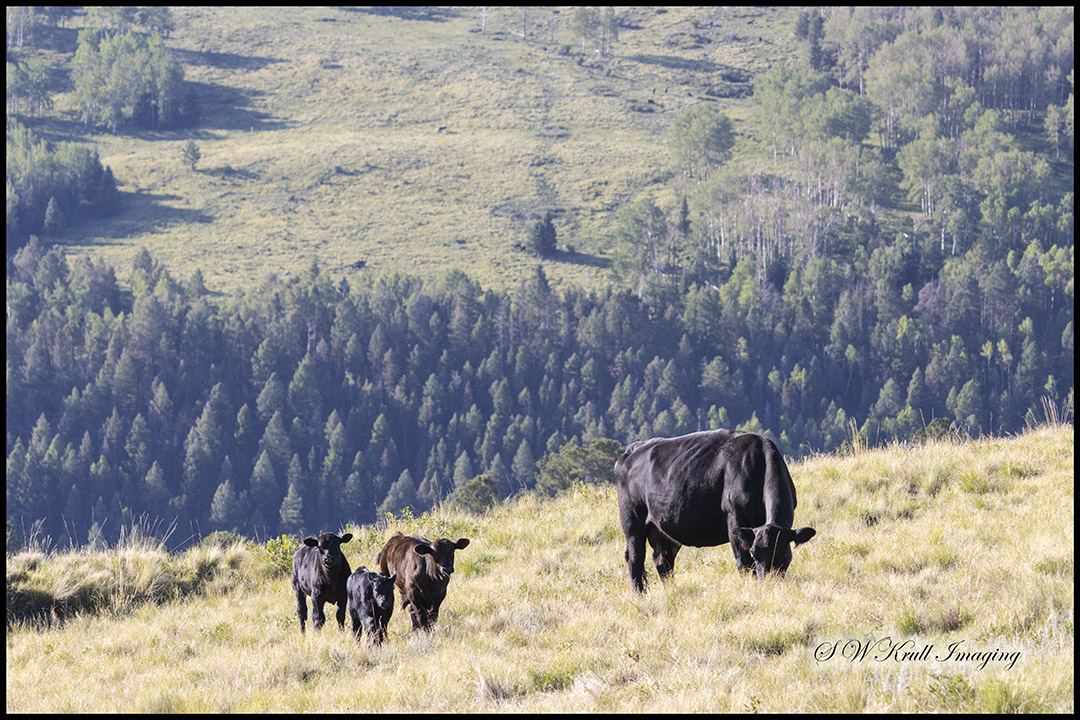 Free Range Cattle