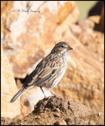 Finch posing in the Rockies
