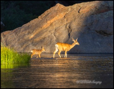 Doe and Fawn Crossing River