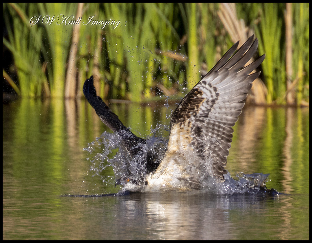 Osprey Fishing in Eleven Mile Canyon