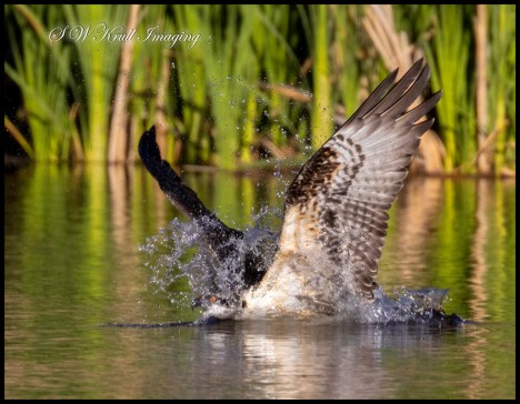 Osprey Fishing in Eleven Mile Canyon