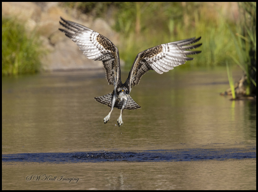 Osprey Fishing in Eleven Mile Canyon