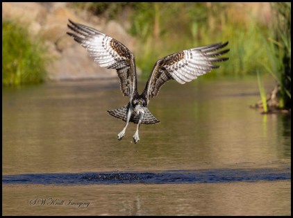 Osprey Fishing in Eleven Mile Canyon