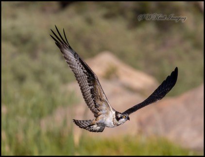 Osprey Fishing in Eleven Mile Canyon