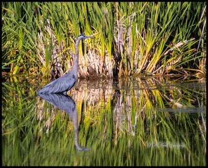 Great Blue Heron in Water of Glass