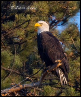 Bald Eagle on Nest