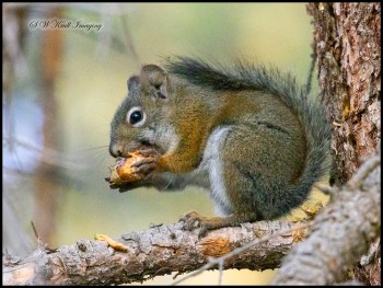 Tree Squirrel Eating