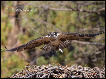 Osprey in Eleven Mile Canyon Colorado