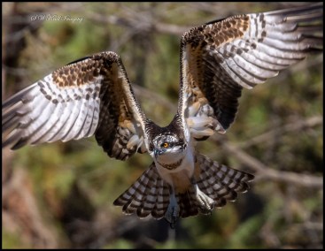 Osprey in Eleven Mile Canyon Colorado