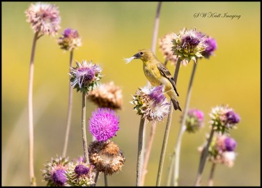 Gold Finch Eating Flowers