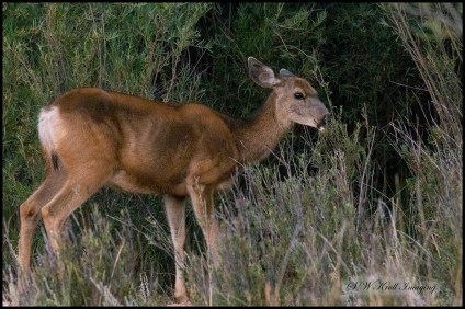Mule Deer in Eleven Mile Canyon