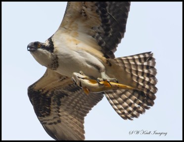 Osprey Soaring and Fishing