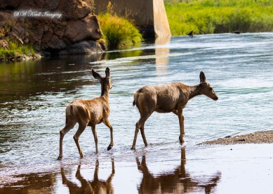Mule Deer Crossing the South Platte River
