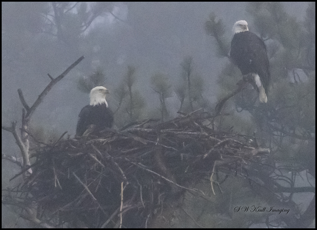 Pair of Bald Eagles