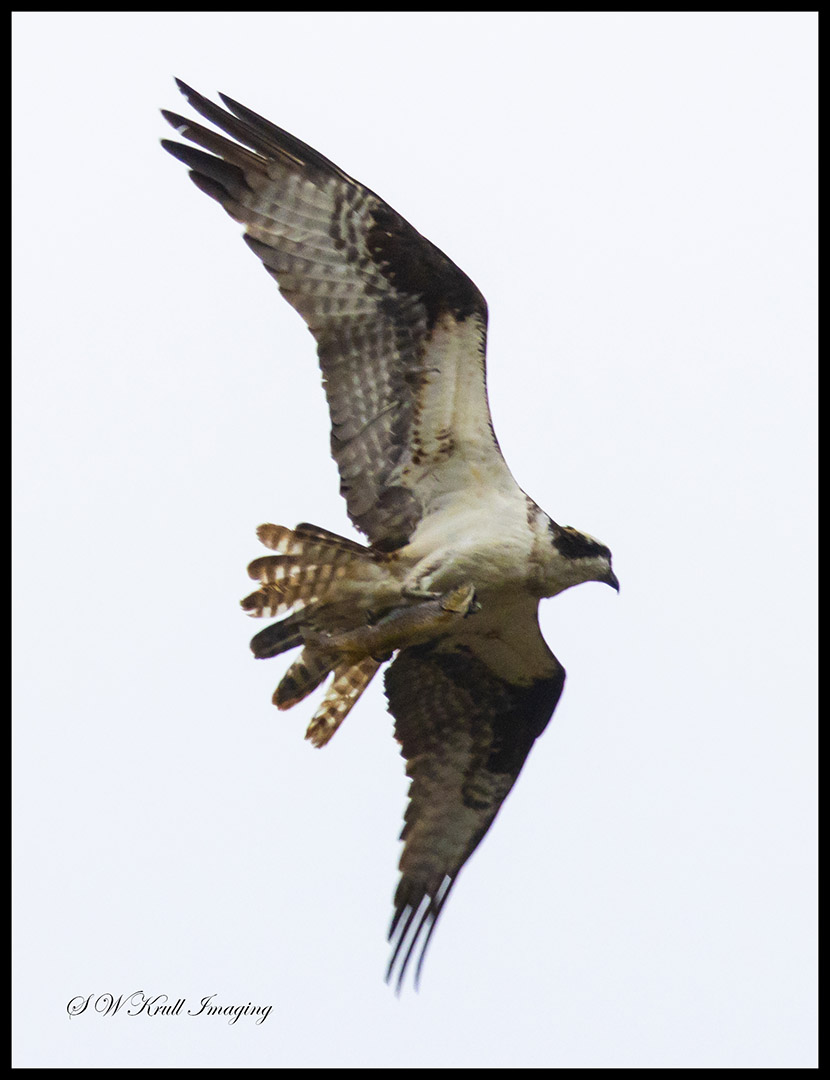 Osprey and Fish
