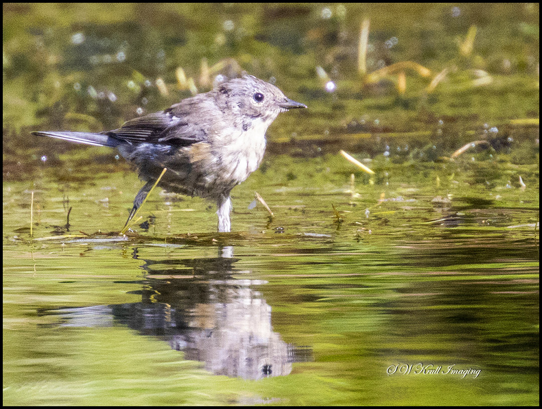 Birds in Eleven Mile Canyon