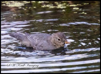 American Dipper  in Eleven Mile Canyon