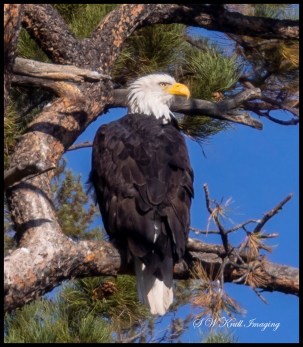Bald Eagle in Eleven Mile Canyon
