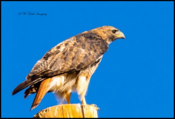 Red-tailed Hawk