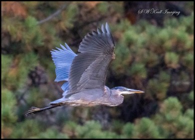 Great Blue Heron in Flight