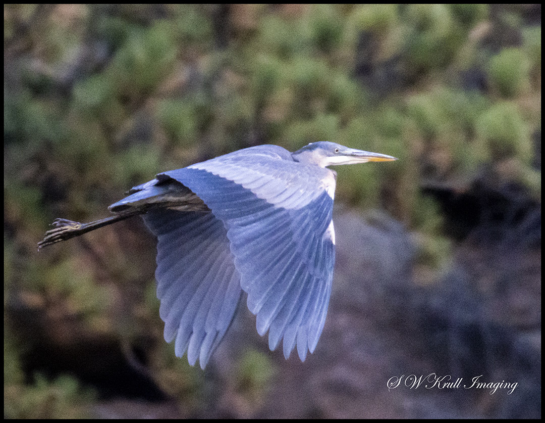 Great Blue Heron in Flight