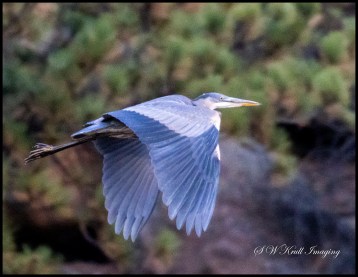 Great Blue Heron in Flight