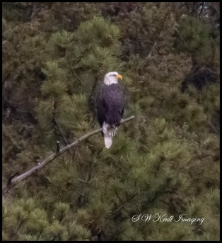 Bald Eagle Perching