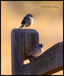 Vesper Sparrow in the Morning