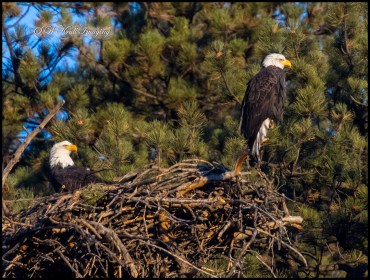 Bald Eagle Nesting Pair