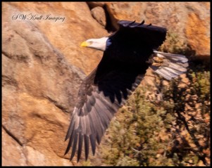 Bald Eagle in Flight
