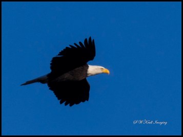 Bald Eagle Nesting Pair