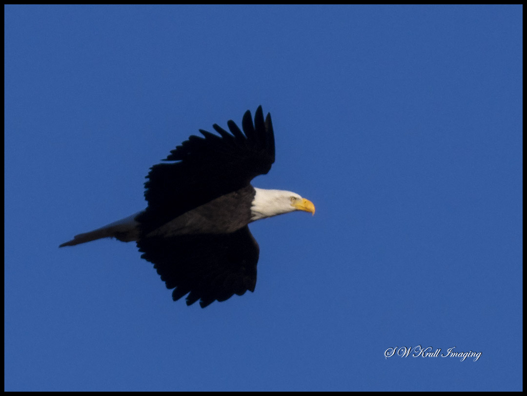 Bald Eagle Nesting Pair