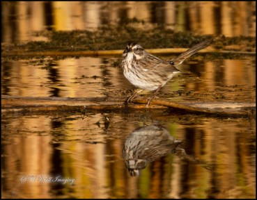 Little Sparrow by the Water