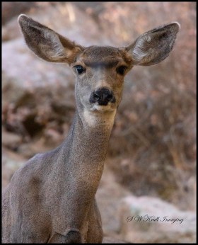 Doe Mule Deer in the Woods