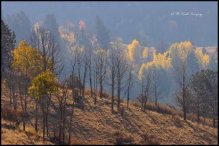 Autumn Gold Above Treeline in the Pike National Forest of Colorado