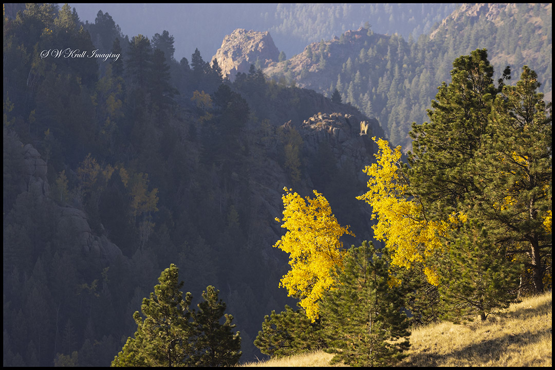 Autumn Gold Above Treeline