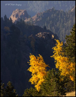 Autumn Gold Above Treeline